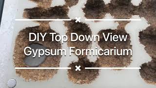 DIY Top Down View Ant Nest Gypsum Formicarium [upl. by Baggott]