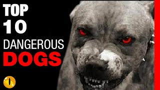 TOP 10 DANGEROUS DOG BREEDS [upl. by Rambow162]