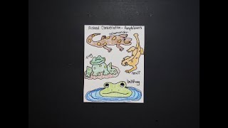 Lets Draw Animal Classification  Amphibians [upl. by Siberson554]