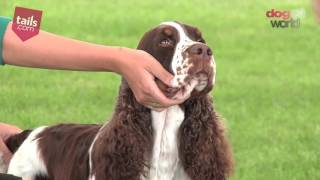 Windsor Dog Show 2016  Eukanuba Champion Stakes Final [upl. by Mariellen]