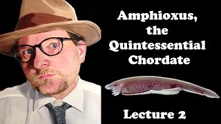 Lecture 2 Amphioxus the Quintessential Chordate [upl. by Annert]