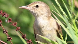 Vertical living – Australian Reed Warbler at Lake Wallace [upl. by Iosep707]