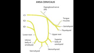 ANSA CERVICALIS  Simple Explanation  Anatomy  Neuro Anatomy [upl. by Ylevol]