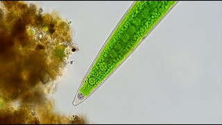 Closterium  Barium Sulfate Crystals and Cyclosis [upl. by Dilaw896]