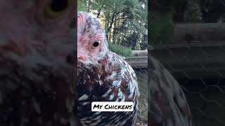 Speckled Sussex Chickens 🐓chicken chickens poultry farming rurallife ruralliving [upl. by Ennovaj826]