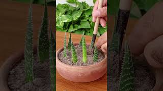 Haworthia Propagation with leaf cutting Simple Steps haworthia propagation greenthumbdiy [upl. by Ledarf]