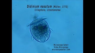 Didinium nasutum [upl. by Tollman258]