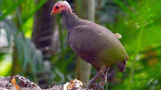 Nicobar megapode Megapodius nicobariensis [upl. by Mauretta264]