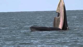 Brydes Whale [upl. by Mohamed]