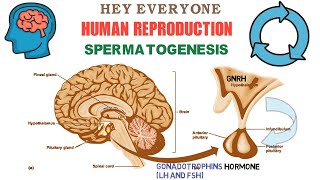 Spermatogenesis  Gametogenesis  part 1  Human Reproduction  Class 12  In Hindi  Be Educated [upl. by Vincelette211]