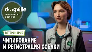 Обязательные чипирование и регистрация собаки – рассказывает ветеринарный врач [upl. by Aridnere]