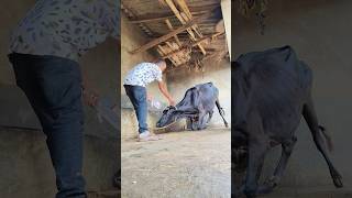 IV cannulation procedure in jugular vein in cattleintravenous infusion of dextrose in a cow [upl. by Lolande855]