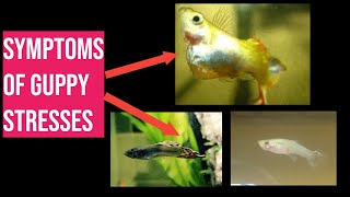 SIGNS of Guppy StressDiseases EXPALAINED  Guppy KEEPING tips [upl. by Pascia]