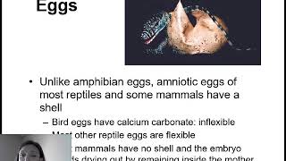 Intro to Amniotes and Reptiles [upl. by Relluf]