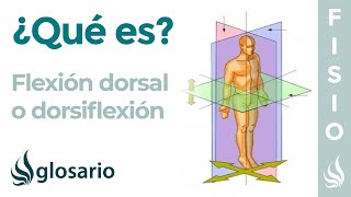 FLEXIÓN DORSAL  Qué es qué parte del cuerpo realiza este movimiento y cómo se produce [upl. by Adnav]