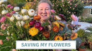 Cutting Dahlias Drying Strawflowers and Pruning Lavender [upl. by Bahe954]