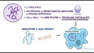 Nocardia microbiology osmosis [upl. by Nalyd]