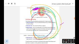 Urinary system AnatomyEmbryology W1 Revision part l [upl. by Kerge]