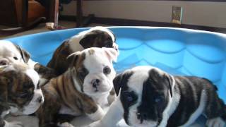 SASSY English Bulldog Puppies 5 weeks old [upl. by Meingolda]