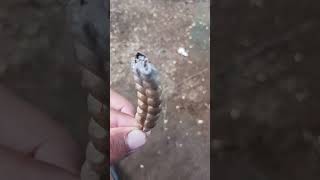 chinchin de serpiente venenosa de Cascabel viralvideo [upl. by Marelya]