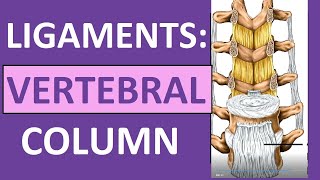 Ligaments of Vertebral Column Anatomy Nuchal Interspinous Supraspinous [upl. by Nehr147]