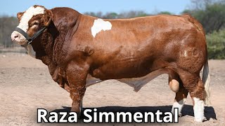 Raza de ganado Simmental La segunda raza mas popular en el mundo [upl. by Nassir]