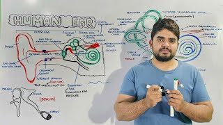 Structure and Function of Human Ear Anatomy and Physiology of Ear [upl. by Ennad798]