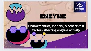 Enzymes  Characteristics of Enzyme  Models of Enzymes  Mechanism of Enzyme [upl. by Grimonia429]