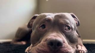 relax with my dog dose of serotonin cutest American bully [upl. by Doralia]