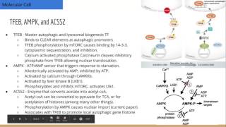 NucleusTranslocated ACSS2 Promotes Autophagic Gene Transcription [upl. by Lolita]