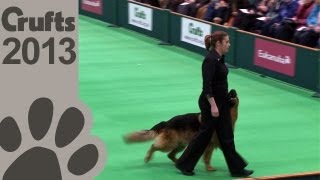 National Dog Show 2023 Sporting Group Full Judging  NBC Sports [upl. by Aylmer]