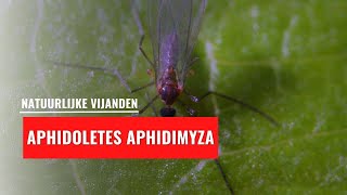 Aphidoletes aphidimyza  Natuurlijke vijand [upl. by Idnym907]