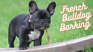 French Bulldog Barking 60s dog barking sound to make your dog bark [upl. by Saberhagen725]