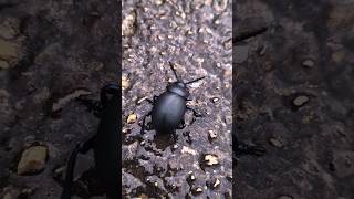 Coléoptère noir 🕷 nature insects new coleoptera [upl. by Christie714]