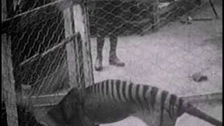 Historical thylacine Tasmanian Tiger film 1  Beaumaris Zoo Hobart 27 September 1911 [upl. by Bopp]