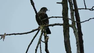 030124 1 Black Merlin Eating Tukwila Wa 7618160 [upl. by Janene234]