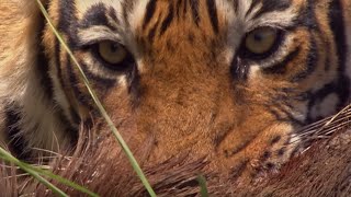 Rare Tiger vs Boar Fight  BBC Earth [upl. by Hairaza]