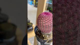 Altman Plants™️’Rainbow Hedgehog Cactus’ Echinocereus rigidissimus rubispinus plants shorts [upl. by Octavian]