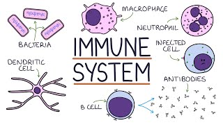 Understanding the Immune System in One Video [upl. by Boleslaw595]