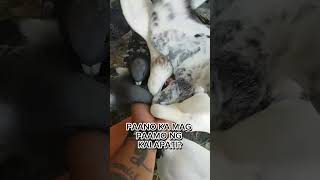 Paano mag Paamo ng Kalapati  Kain PEPEr Loft kalapatol pigeon racingpigeon [upl. by Palladin]