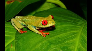 Costa Rica  24 Stunden im Regenwald  Mini Doku 4K [upl. by Hollerman]