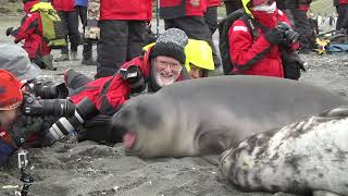 Curious and unafraid –Elephant Seal pups pose for delighted photographers [upl. by Mosier]