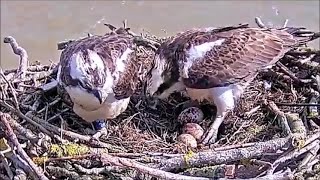 05 April am  🥚🥚🥚 Blue33 supervises Maya laying Egg 3  ©️ROPManton Bay [upl. by Carbrey]