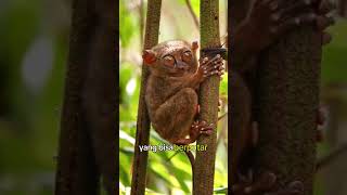 Tarsius Monyet terkecil di dunia monyetlucu faktaunik shorts [upl. by Erdreid]