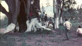 Turma de 1969 se forjando na sombra da Figueira da Glete [upl. by Razec61]