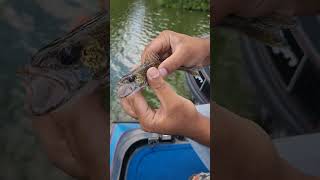 catch walleye fish at deer creek lake fish fishing fishingvideo [upl. by Showker503]