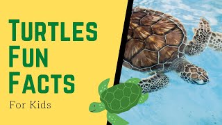 Facts About Turtles for Kids  What Do You Know About Them [upl. by Ecirtal]