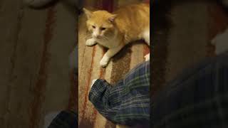 cat attitude no pets I leave cat shorts youtubeshorts [upl. by Kerekes948]