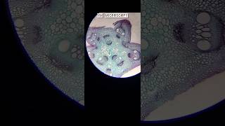 Ts of a dicot stem slide under microscope 🔬youtube youtubevideo [upl. by Barnebas478]