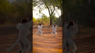 Танці сіфак sifaka wildlife lemurs forestdance nature лемур [upl. by Cul747]